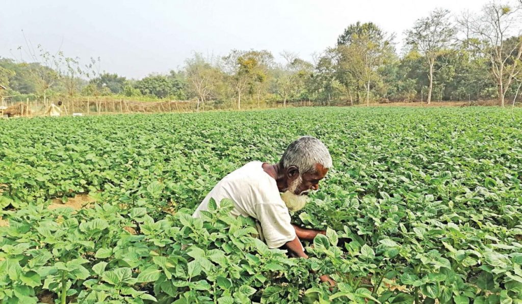 time-to-find-better-alternatives-to-tobacco-farming