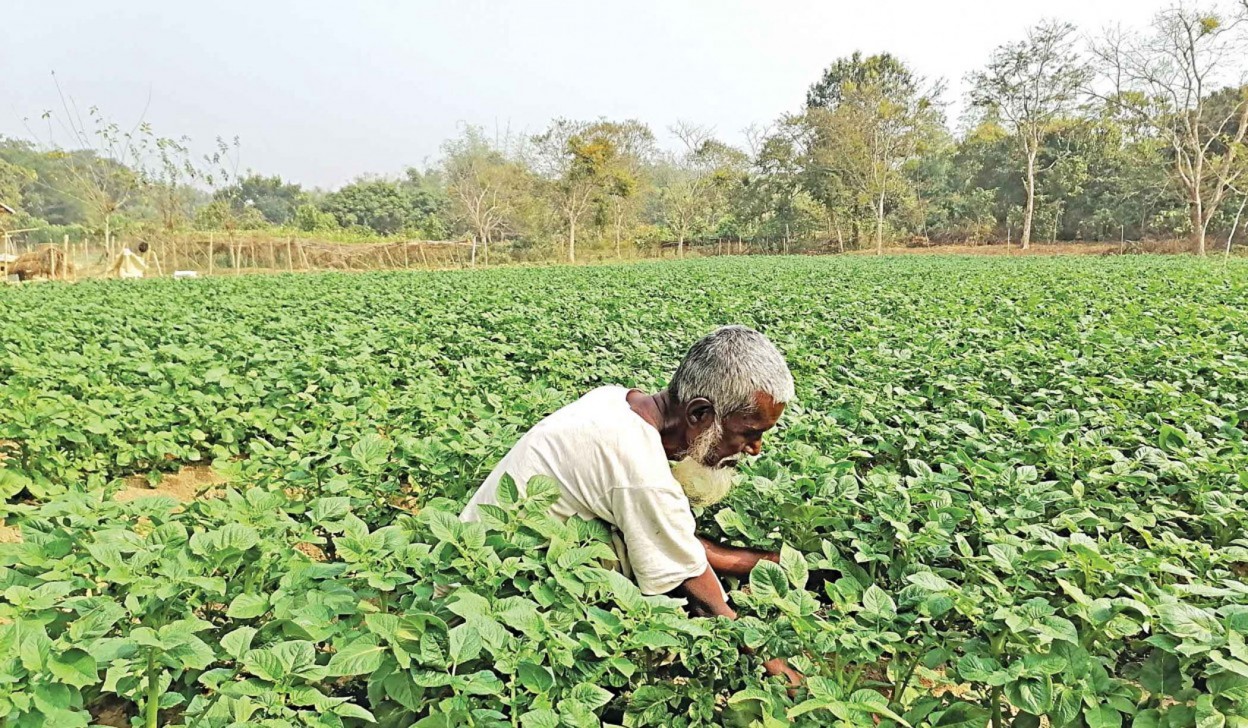 Tobacco Farming in Manikchhari: 3 villages give it up